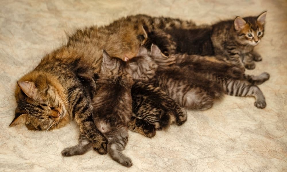 mom-and-baby-kittens