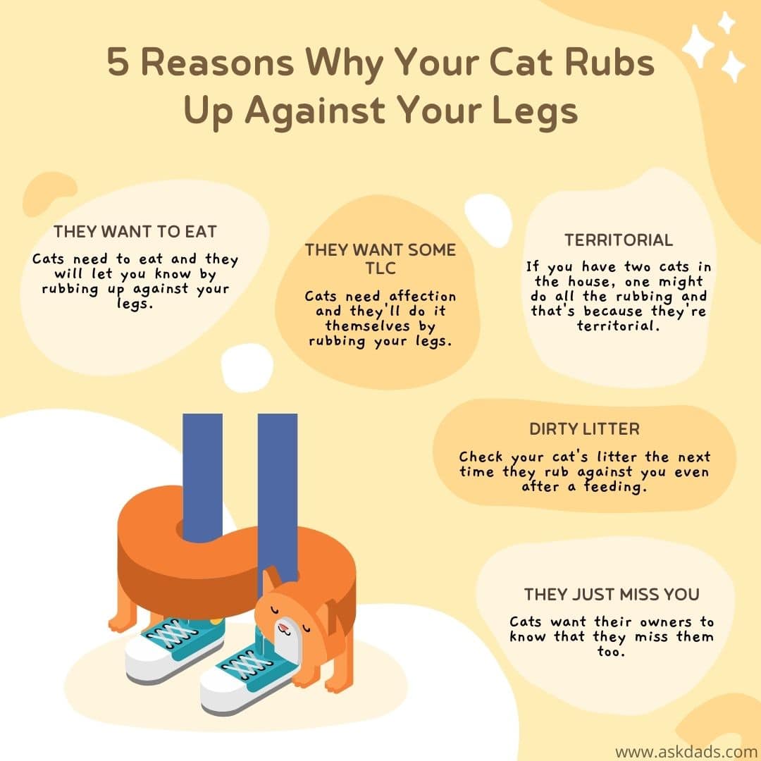 5 Reasons Why Cats Rub Against Your Legs AskDads